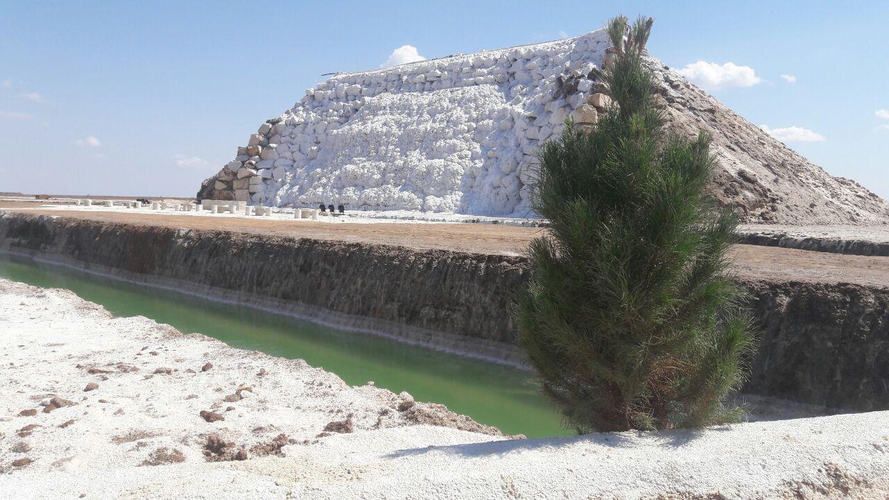 معرفی پتاس خور و بیابانک؛&zwnj; امشب از شبکه 5 سیما